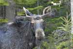 bull-moose-in-velvet-9