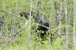 bull-moose-on-the-trail-1