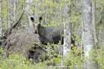 bull-moose-on-the-trail-6