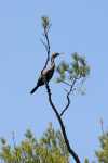 double-crested-cormorant-7