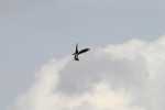 osprey-fluttering-in-the-wind-1