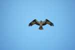 osprey-on-fore-river-37
