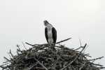 osprey-on-the-nest-16