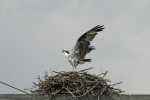 osprey-on-the-nest-30