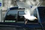 pickup-seagull
