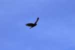 turkey-vulture-in-flight-5