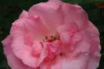 pink-rose-1