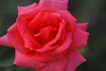 rose-garden-at-deering-oaks4-1