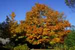 gigantic-fall-beauty-in-acadia