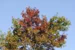 three-color-fall-tree-in-acadia